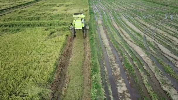 Aerial zielony kombajn zbożowy rozdzielił słomę ryżu pole ryżowe — Wideo stockowe