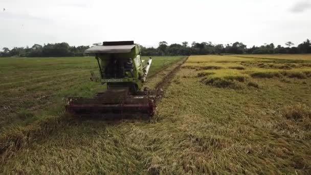 Hava yeşili hasat makinesini birleştirip köşedeki pirinç tarlasını biçiyor. — Stok video