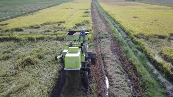 Un trabajador se queda en la parte trasera de la cosechadora de arroz . — Vídeos de Stock