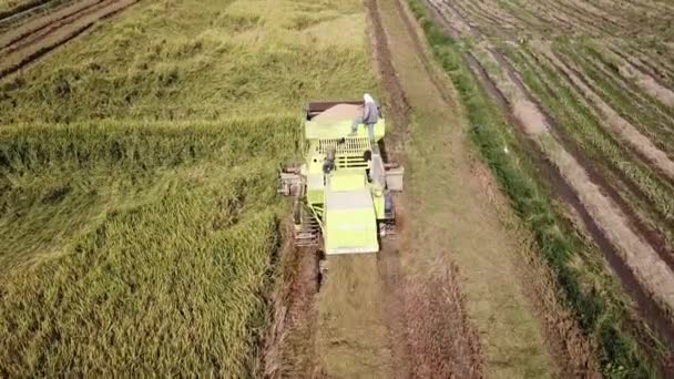 Trabajador aéreo agitar el arroz arrozal uniforme distribuido . — Vídeos de Stock