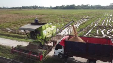 Hasatçı pirinci kamyonun konteynırına transfer et..