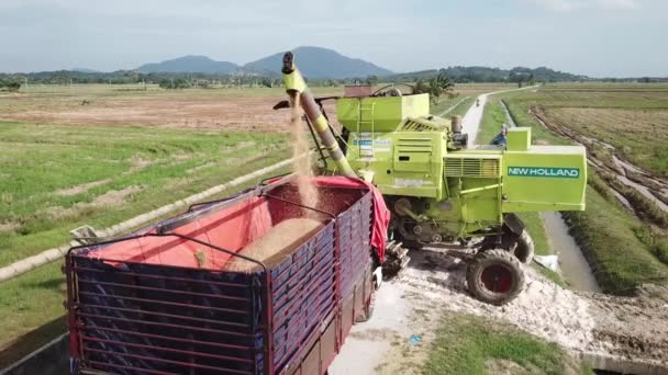 Nový Holandský sklízeč přenáší rýžové pole na nákladní automobil. — Stock video