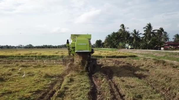 Kombinovat sklízecí pohon zemědělce v ric epaddy pole. — Stock video