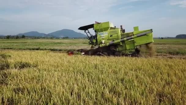 Hasat işçisi pirinç tarlasını kesmiş. Geçmişi Cherok Tokun Tepesi.. — Stok video