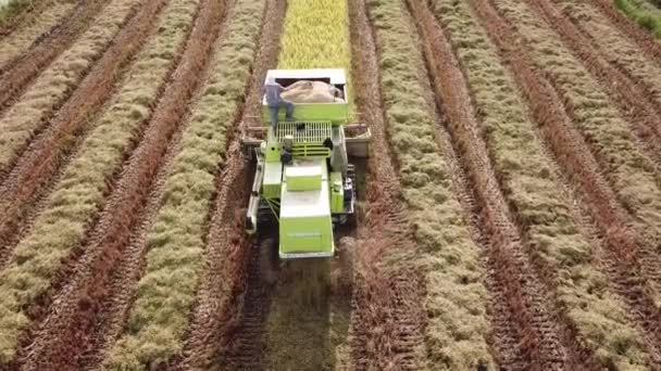 녹색 결합 수확기를 이용하여 뒤에서 날고 있는 공중 곡예사. — 비디오