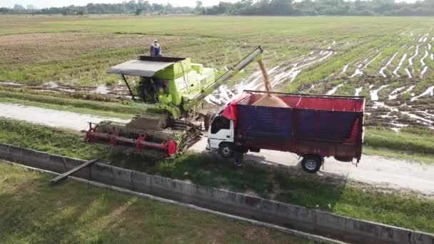 Cosechadora verde transfiere el arroz al camión. Fondo es arrozal campo . — Vídeos de Stock