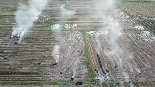 Aerial rice field open burning the straw. — Stock video