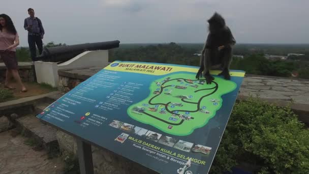 Stříbrný list opice sedí na mapě ukazatele v Bukit Melawati. — Stock video