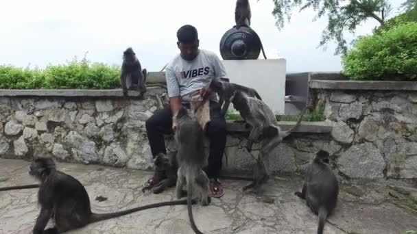 Un uomo indiano si nutre di cibo per un gruppo di scimmie foglia d'argento . — Video Stock