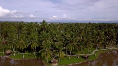 Hava görüntüsü Hindistan cevizi ekosisteminden uzağa uçar.