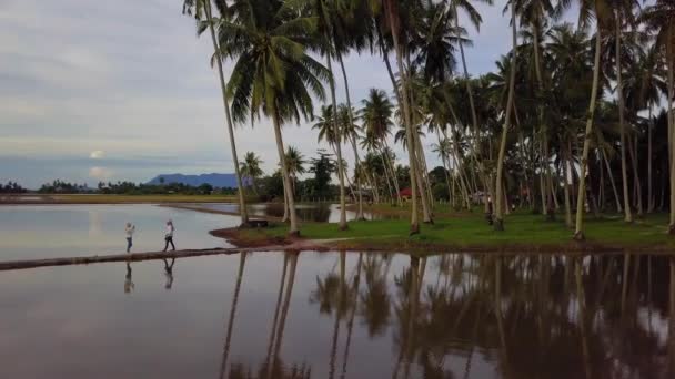 Letecká stopa dva Malajci turistická procházka na cestě na kokosové plantáži. — Stock video