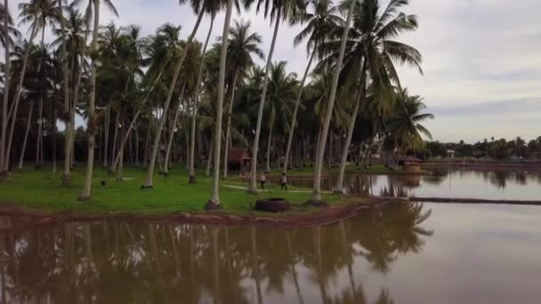 Luftaufnahme malaiische Touristen besuchen Kokosnussplantage Ökotourismus — Stockvideo