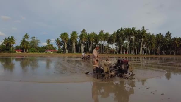 Az ázsiai mezőgazdasági termelő által a hántolatlan rizs ültetésére használt traktor. — Stock videók