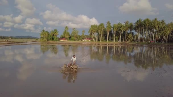 Фермер пашет на рисовом поле в ясный солнечный день . — стоковое видео