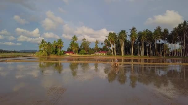 Chinese farmer plowing in the rice paddy field with coconut trees as background. — Stock Video