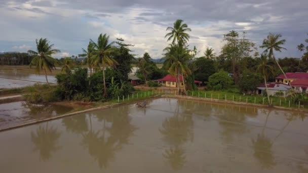 Landwirt pflügt Reisfelder in der Nähe des Kampung-Hauses. — Stockvideo