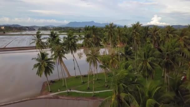 Mosca aérea sobre a fazenda de coco Kampung Agong . — Vídeo de Stock