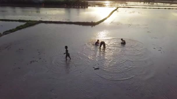 Vue aérienne les enfants jouent de l'eau dans le champ de paddy pendant la saison des inondations . — Video