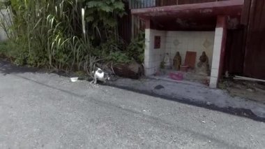 Dato Gong tapınağının önünde kedi yiyor..