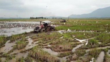 Pirinç tarlasında tarla süren hava izleme traktörü..