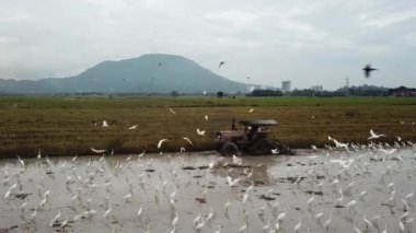 Akbalıkçıllar traktörün etrafında yiyecek aramak için uçar..