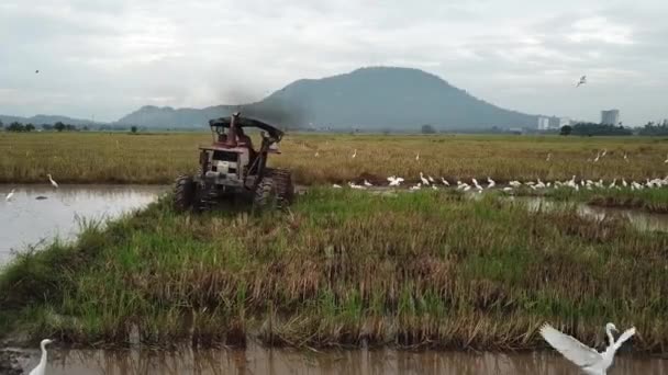 Lufttraktor bewirtschaftete das Reisfelder. — Stockvideo