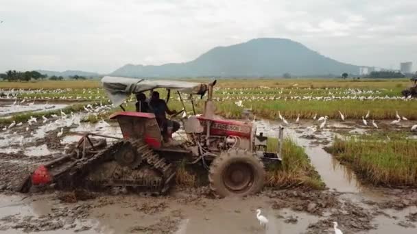 Červený traktor orá v rýžovém poli. — Stock video
