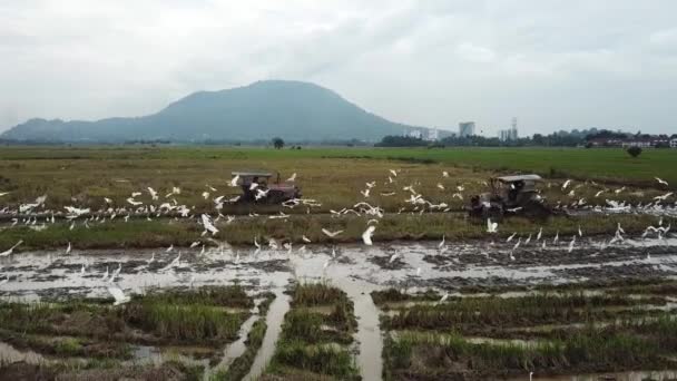 Antenn två traktorer rör sig i olika riktning på Paddy field. — Stockvideo