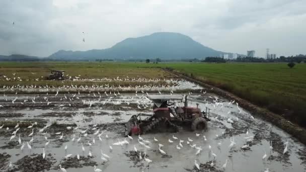 Egrets πουλί ακολουθήστε την αναζήτηση τρακτέρ για τα τρόφιμα στο πεδίο paddy. — Αρχείο Βίντεο