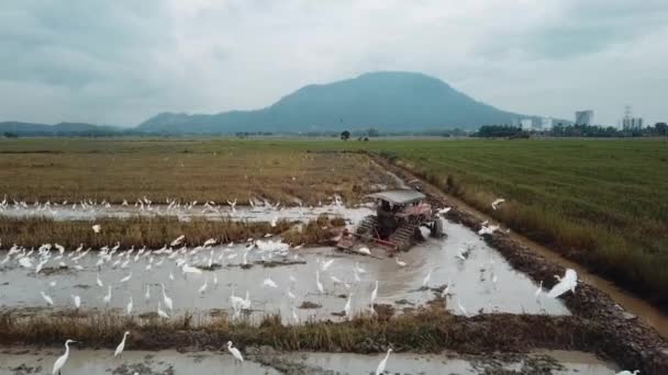 Agricultores usan tractor para cultivar la tierra . — Vídeos de Stock