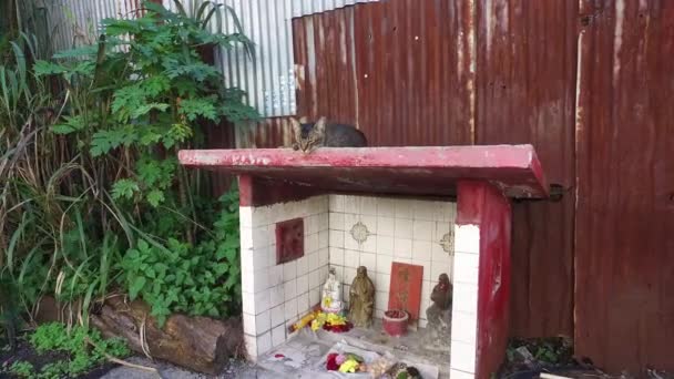 Un chat dort au sommet du sanctuaire Dato Gong . — Video