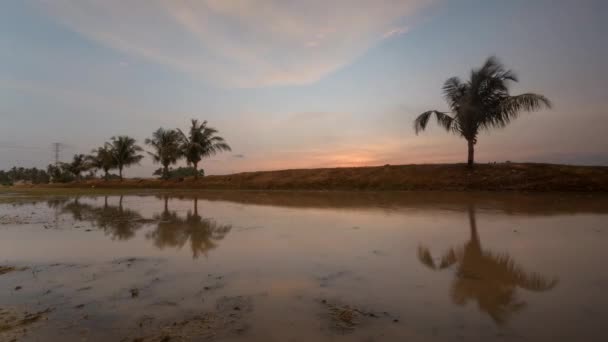 Zeitraffer-Reflexion führt zum Kokosnussbaum bei Sonnenuntergang — Stockvideo