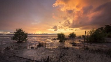 Gün batımında Mangrove bataklığı.