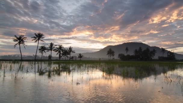 Time lapse reflection two roll of coconut trees and a hill at the back. — Stock Video