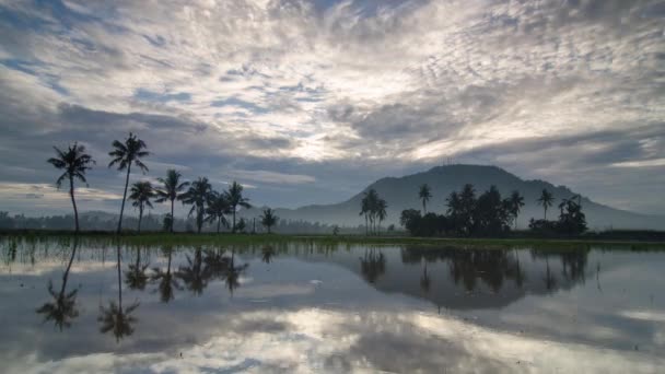 Time lapse kokosbomen en witte wolk bewegen op de top. — Stockvideo