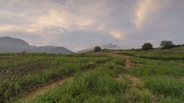 Tijdsverloop groen nat land met leidend pad — Stockvideo