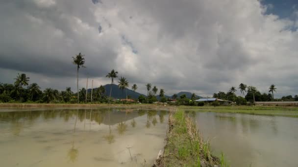 Time lapse reflection a row of coconut trees — Stock Video