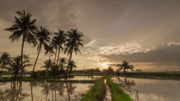 Coucher de soleil des cocotiers — Video