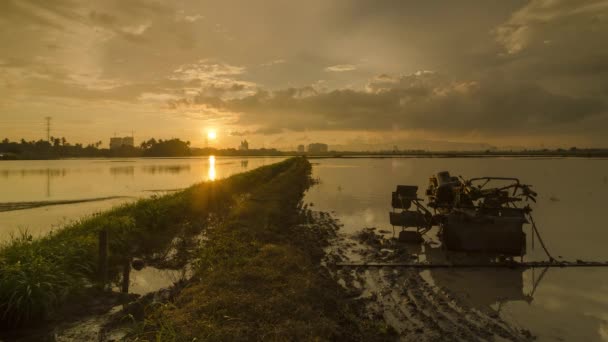 Timelaps silhouette tracteur dans la rizière du jour au soir . — Video