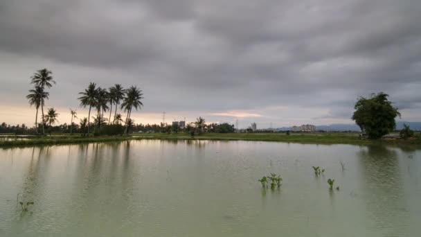 Zeitraffer bewölkt Tag Reflexion Kokospalmen im Wasser. — Stockvideo