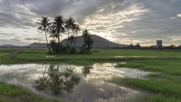 Time lapse mattina riflessione alberi di cocco . — Video Stock