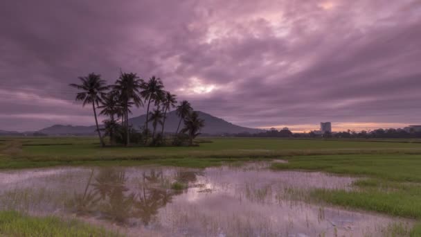 Tijd voor bewolkt weer bij kokospalmen — Stockvideo