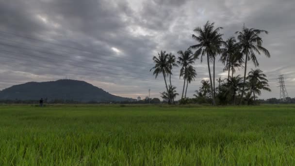 Time lapse alberi di cocco nel campo verde giovane risaia . — Video Stock