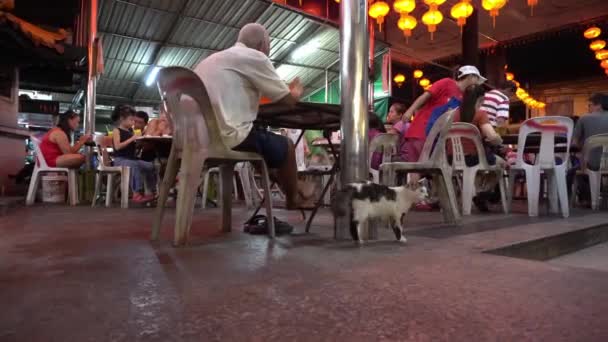 Μια γάτα περιμένει να τραφεί από ανθρώπους που τρώνε στο κέντρο γερακιών. — Αρχείο Βίντεο