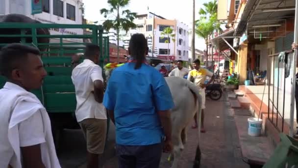 Kühe springen nach Thaipusam-Feier in Lastwagen. — Stockvideo