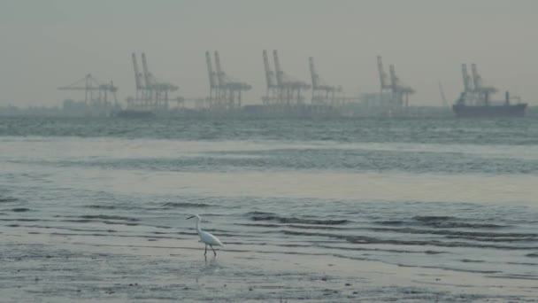 Een zilverreiger zoekt voedsel op zee. Achtergrond is containerterminal. — Stockvideo