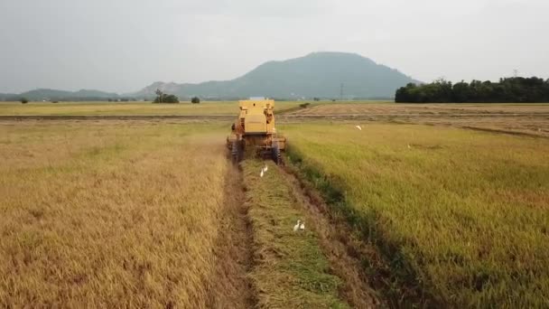 Siga a visão traseira da colheitadeira no campo de paddy . — Vídeo de Stock