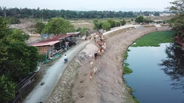 Vacas é voltar para a gaiola . — Vídeo de Stock