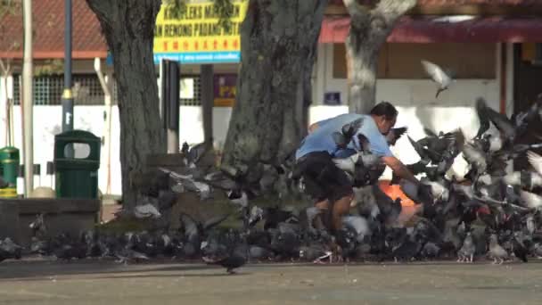 George Town Penang Malásia Janeiro 2020 Homem Alimenta Pombos Rua — Vídeo de Stock
