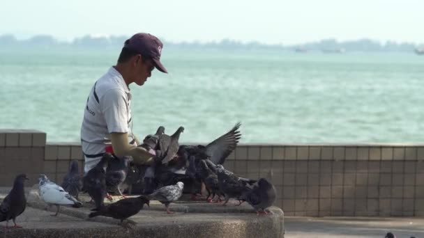 George Town Penang Malezya Jan 2020 Güvercinler Yiyecekleri Bir Erkekten — Stok video